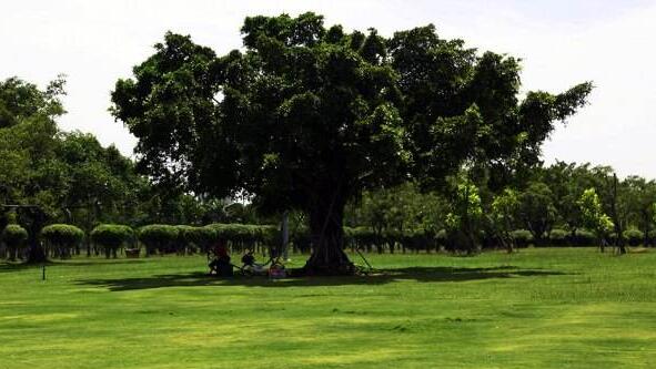 世界上最大的树冠,孟加拉榕树有半个足球场大