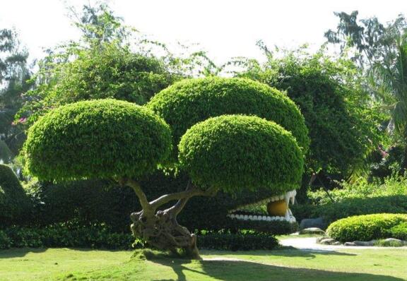 世界上最大的树冠,孟加拉榕树有半个足球场大