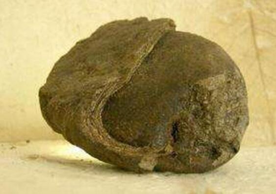 比黄金还珍贵的香料龙涎香,其实是抹香鲸的排泄物