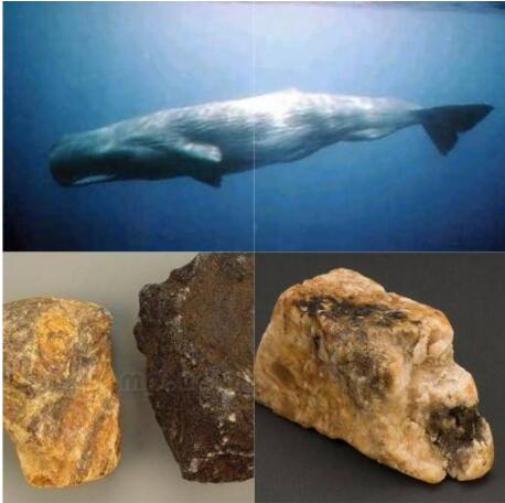 比黄金还珍贵的香料龙涎香,其实是抹香鲸的排泄物