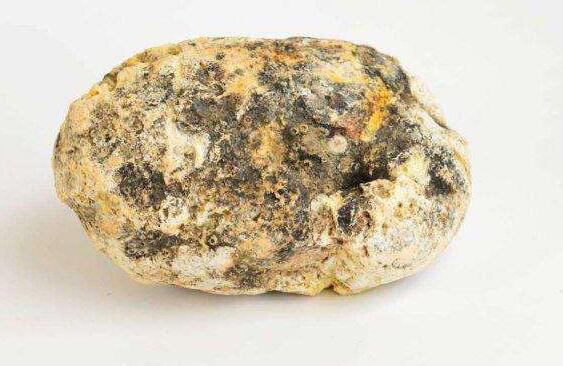 比黄金还珍贵的香料龙涎香,其实是抹香鲸的排泄物