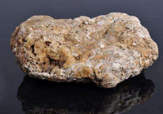 比黄金还珍贵的香料龙涎香,其实是抹香鲸的排泄物