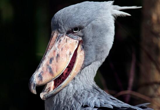 世界上头最大的鸟,鲸头鹳生吞鳄鱼不在话下