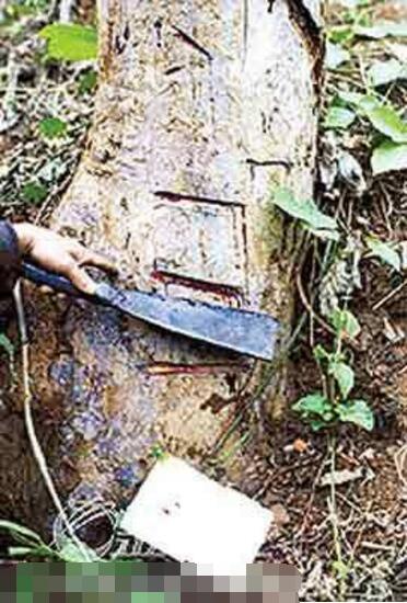 最恐怖的吃人植物吸血树,被缠住后会吸光你的血