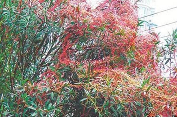 最恐怖的吃人植物吸血树,被缠住后会吸光你的血