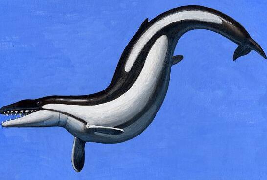 现代鲸的祖先,史前械齿鲸(体长18米/重达15吨)