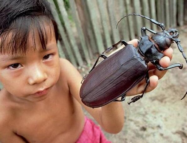 盘点世界上最大的昆虫,最大昆虫竹节虫长达0.62米(组图)