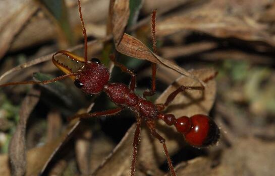 盘点世界上最大的昆虫,最大昆虫竹节虫长达0.62米(组图)