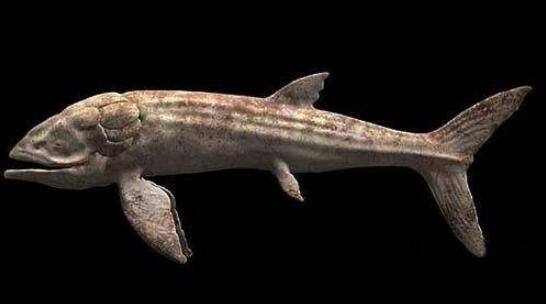 有史以来最大的鱼类,侏罗纪利兹鱼(长达27米)