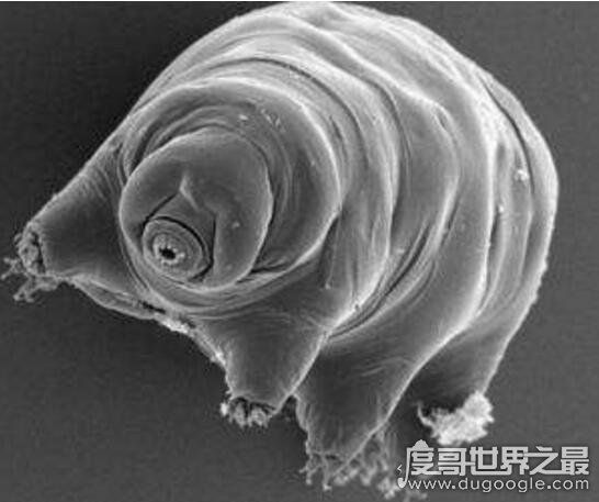 地表最强生物水熊,水熊虫与太阳同寿(能在太空中生存繁衍)