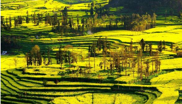 十大世界上最美的地方,罗平油菜花田上榜(美到窒息)