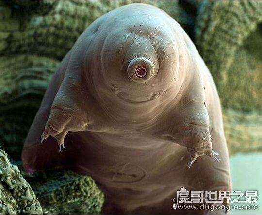 地表最强生物水熊,水熊虫与太阳同寿(能在太空中生存繁衍)