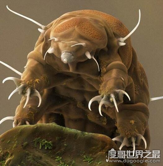 地表最强生物水熊,水熊虫与太阳同寿(能在太空中生存繁衍)