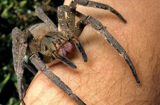 世界上最毒蜘蛛,巴西漫游蜘蛛(获吉尼斯纪录认证)