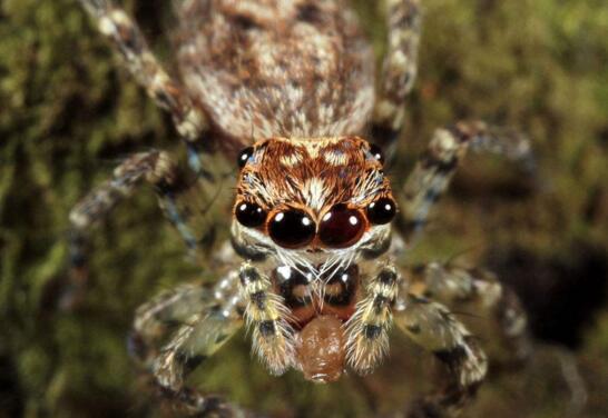 世界上最毒蜘蛛,巴西漫游蜘蛛(获吉尼斯纪录认证)