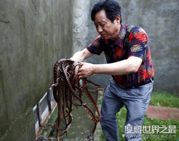 中国第一蛇村，多达300万条蛇(每天枕着上万条睡觉)