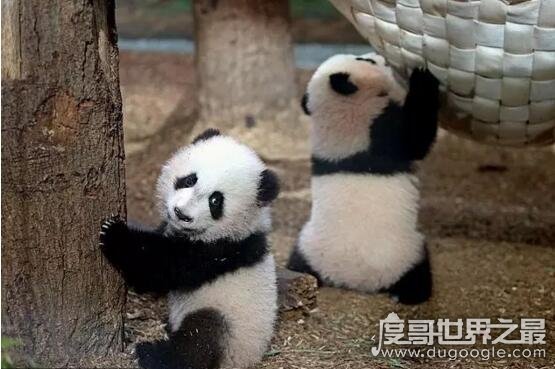 来自东方最可怕的力量,超级萌物大熊猫轰动了整个世界