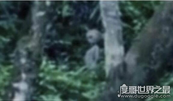 巴西亚马逊外星人事件,游客拍摄到真实的外星人视频