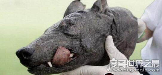 恐怖的吸血兽卓柏卡布拉,一夜可以吸干二百头动物