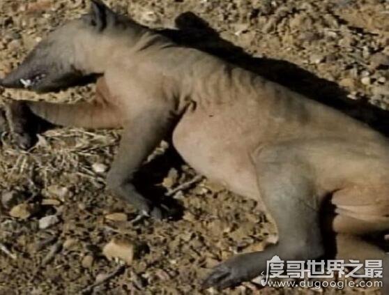 恐怖的吸血兽卓柏卡布拉,一夜可以吸干二百头动物