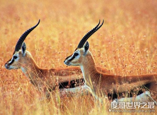 中国四大无人区,探险爱好者的冒险圣地(超神秘)