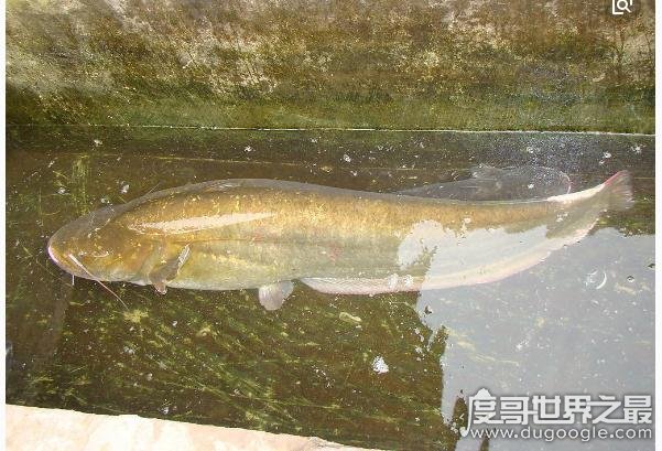 中国四大淡水家鱼,鱼质鲜嫩营养价值高